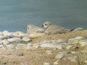Two Piping Plover fledglings on North Manitou Island. Captured my heart.